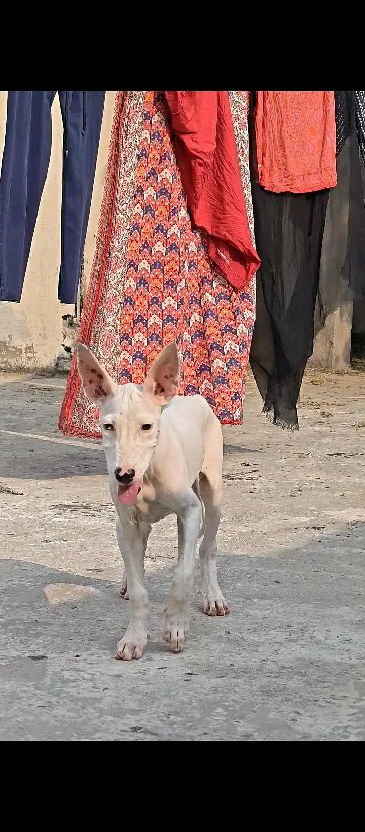 Pure Gultair kharay Kano me — photo 5