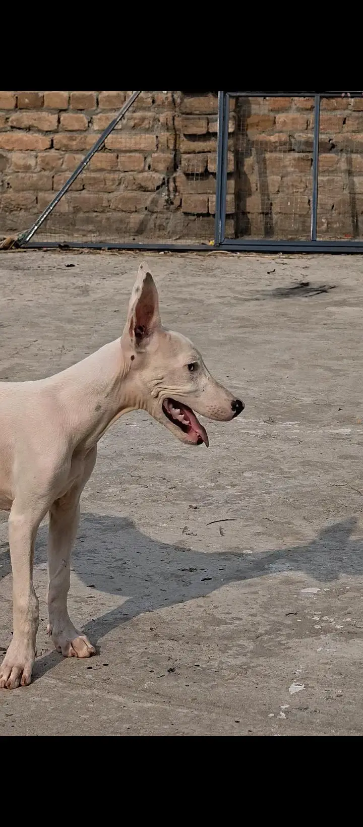 Pure Gultair kharay Kano me — photo 7