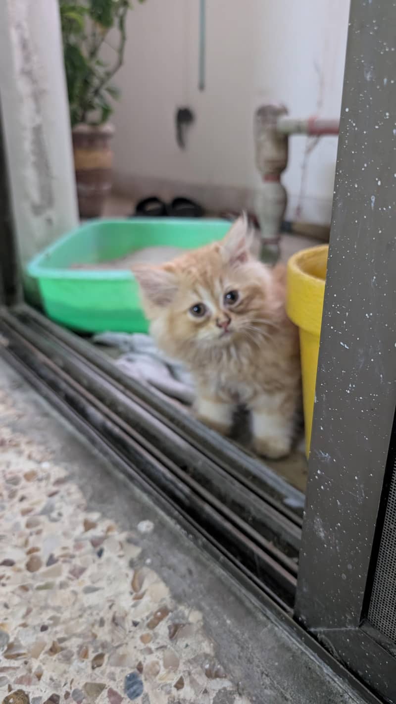 Persian kittens 1