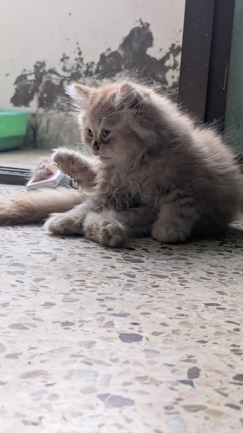 Persian kittens 0