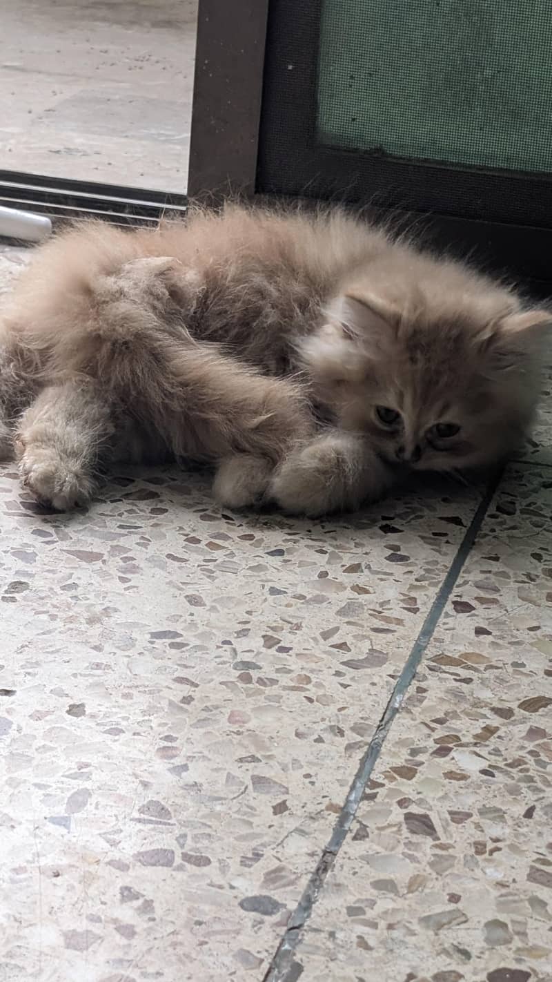 Persian kittens 2