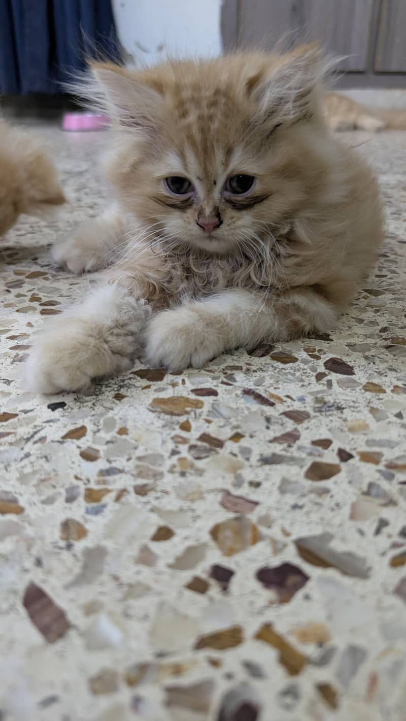 Persian kittens 3