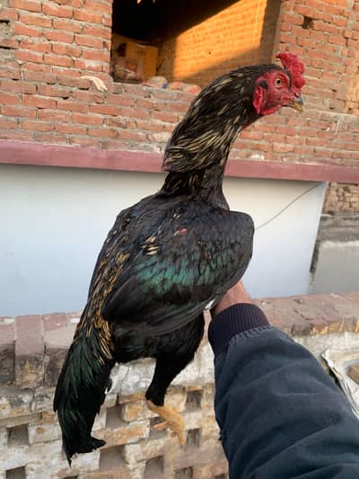 aseel patha for sale 5000