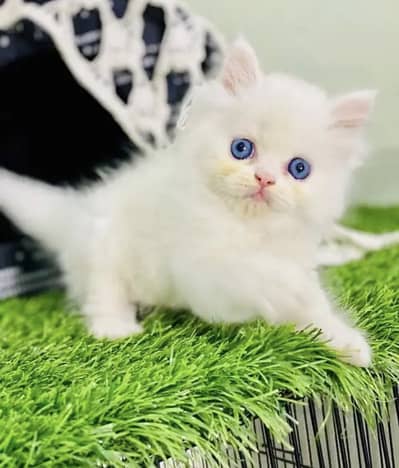 persian blue eyes kitten