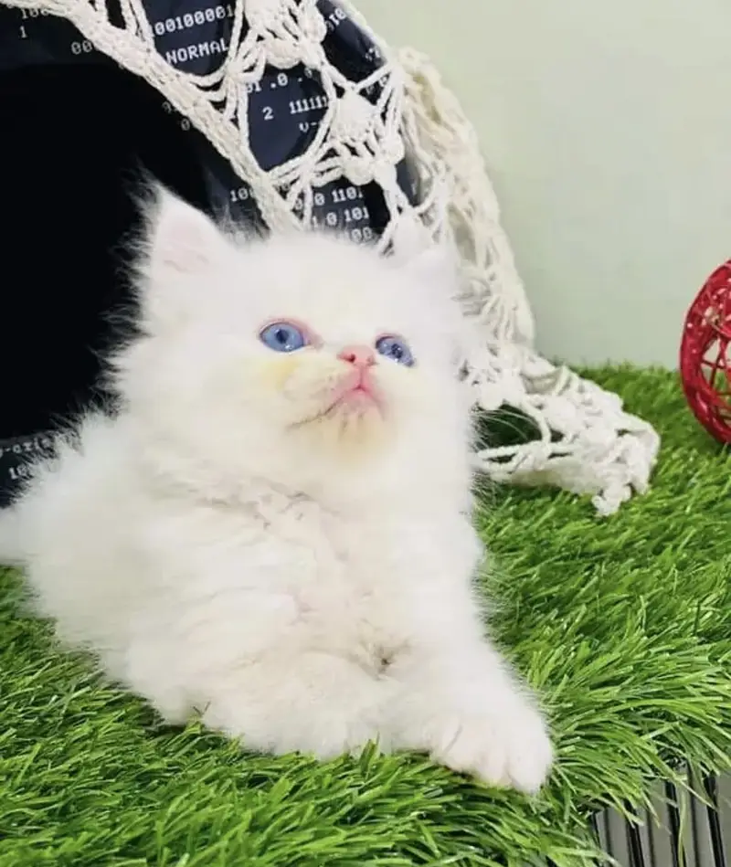 persian blue eyes kitten — photo 2