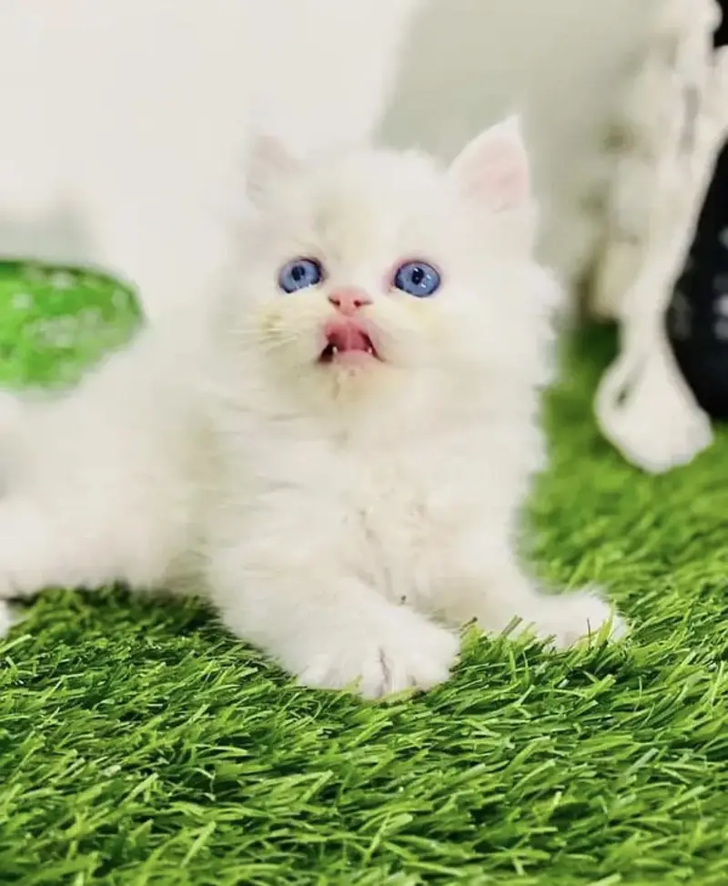 persian blue eyes kitten — photo 3