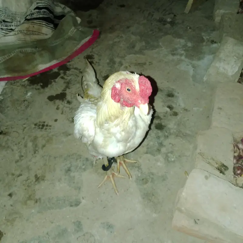 Aseel — photo 2