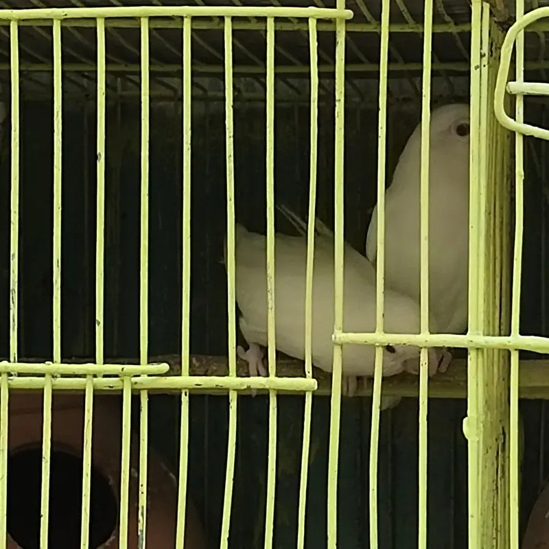 cocktail and love birds — photo 2