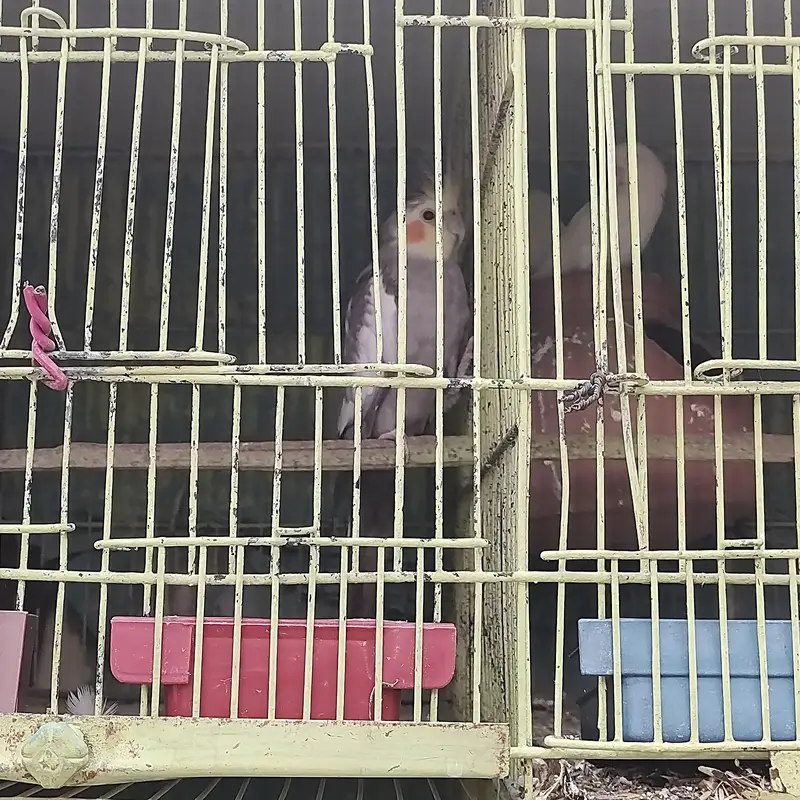 cocktail and love birds — photo 3