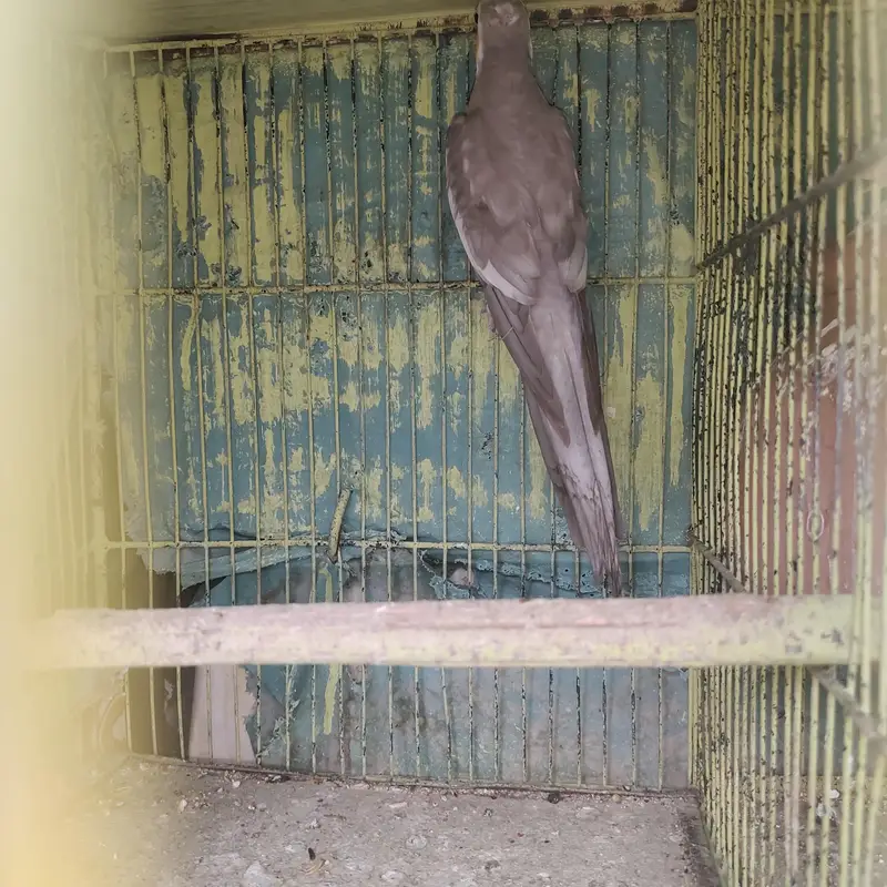 cocktail and love birds — photo 5