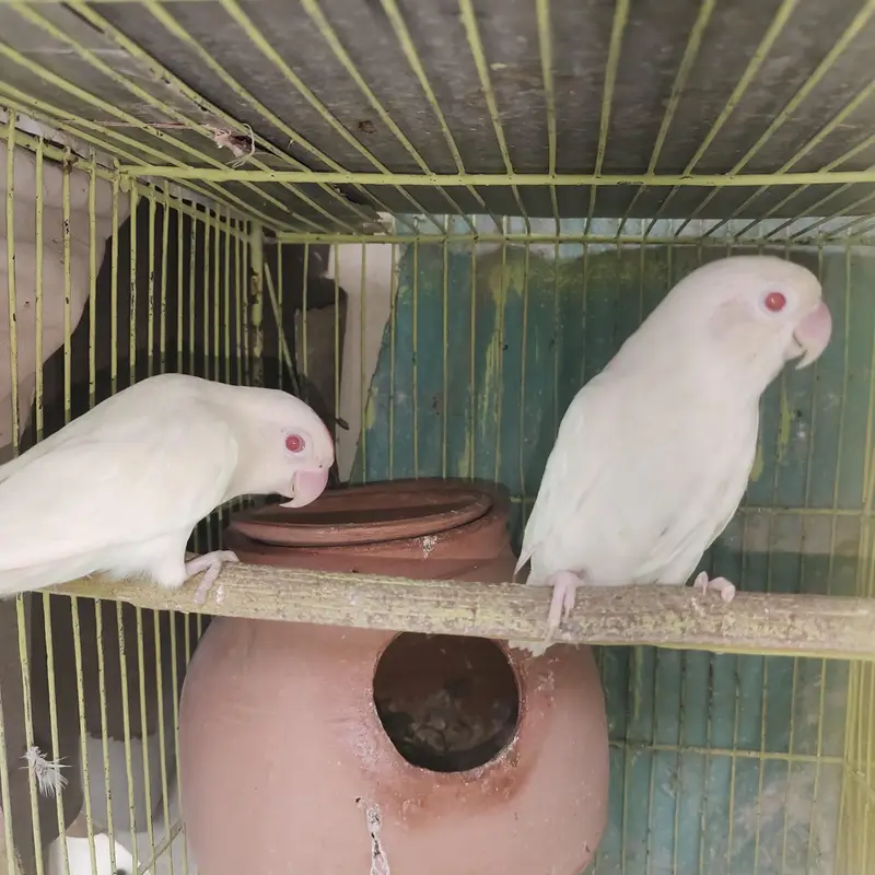 cocktail and love birds — photo 6