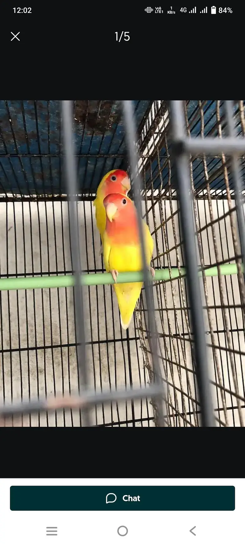 cocktail and love birds — photo 7