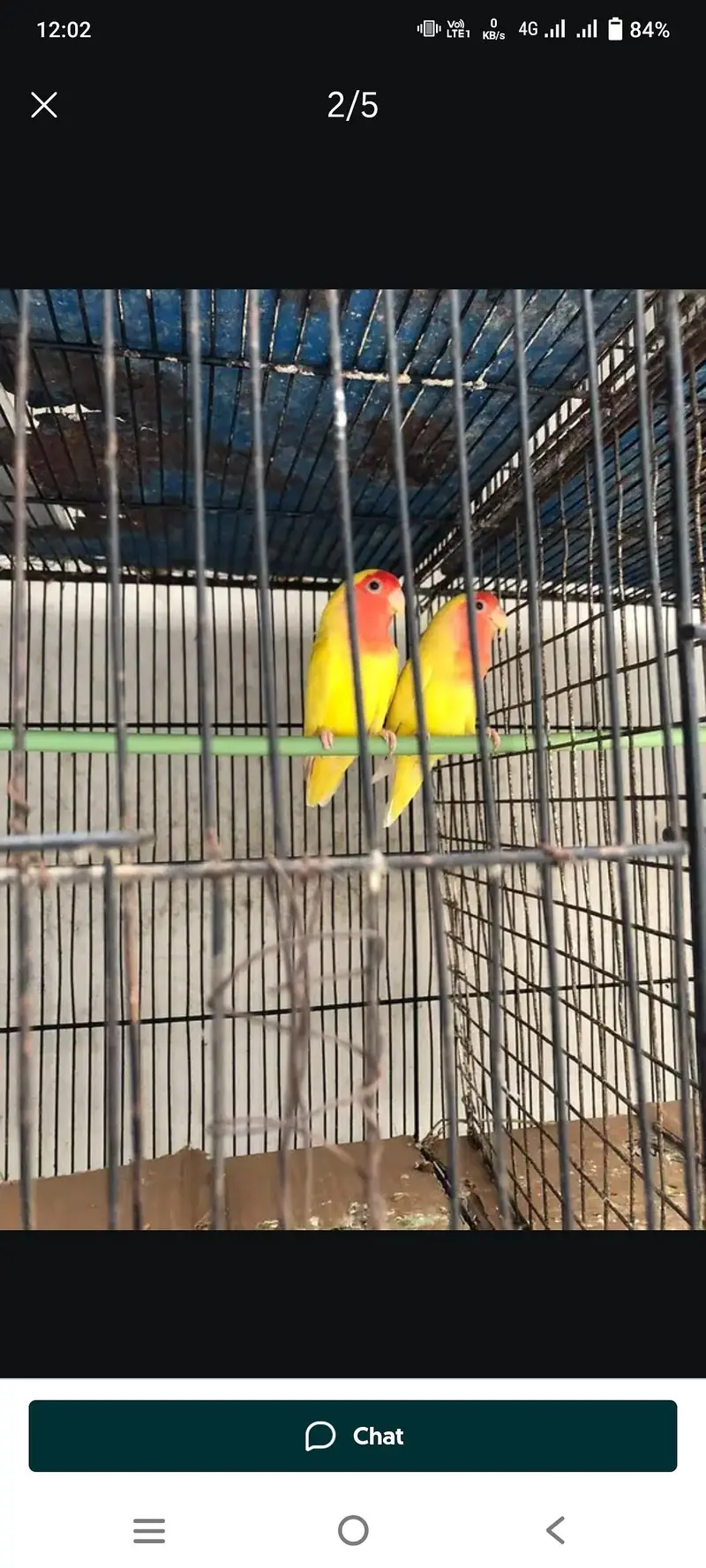 cocktail and love birds — photo 8