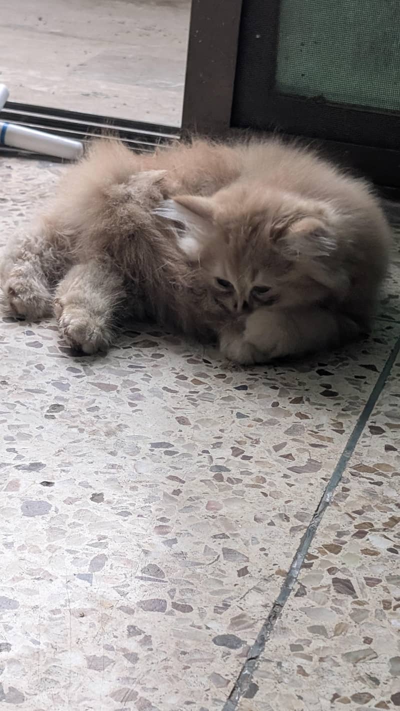 Persian kittens 4