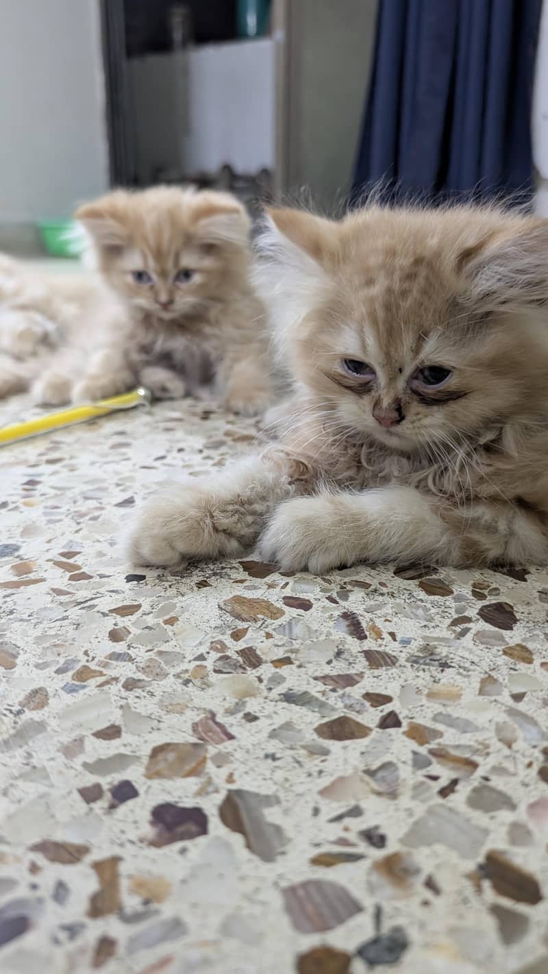 Persian kittens 5