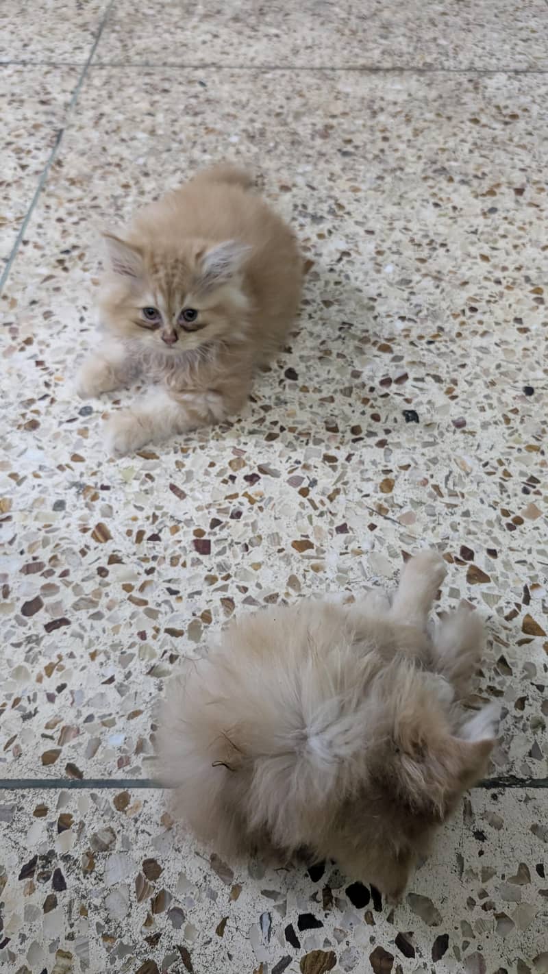 Persian kittens 6