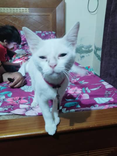 White Domestic Shorthair Female Cat for Sale
