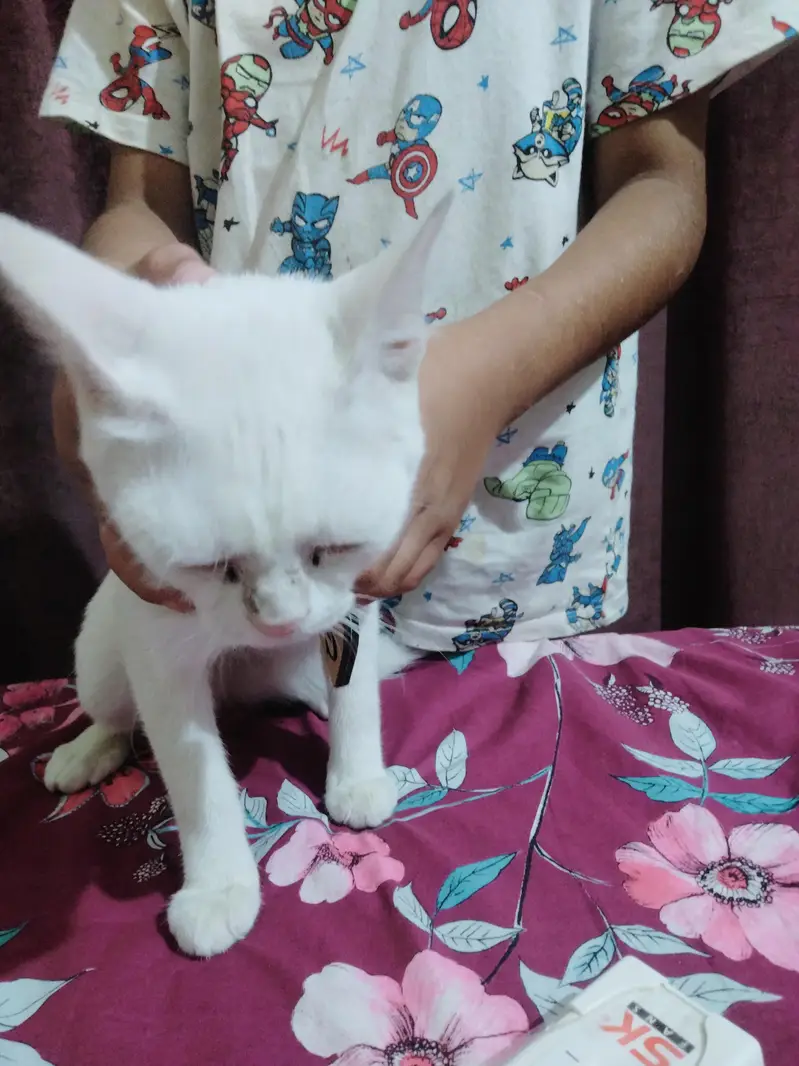 White Domestic Shorthair Female Cat for Sale — photo 2