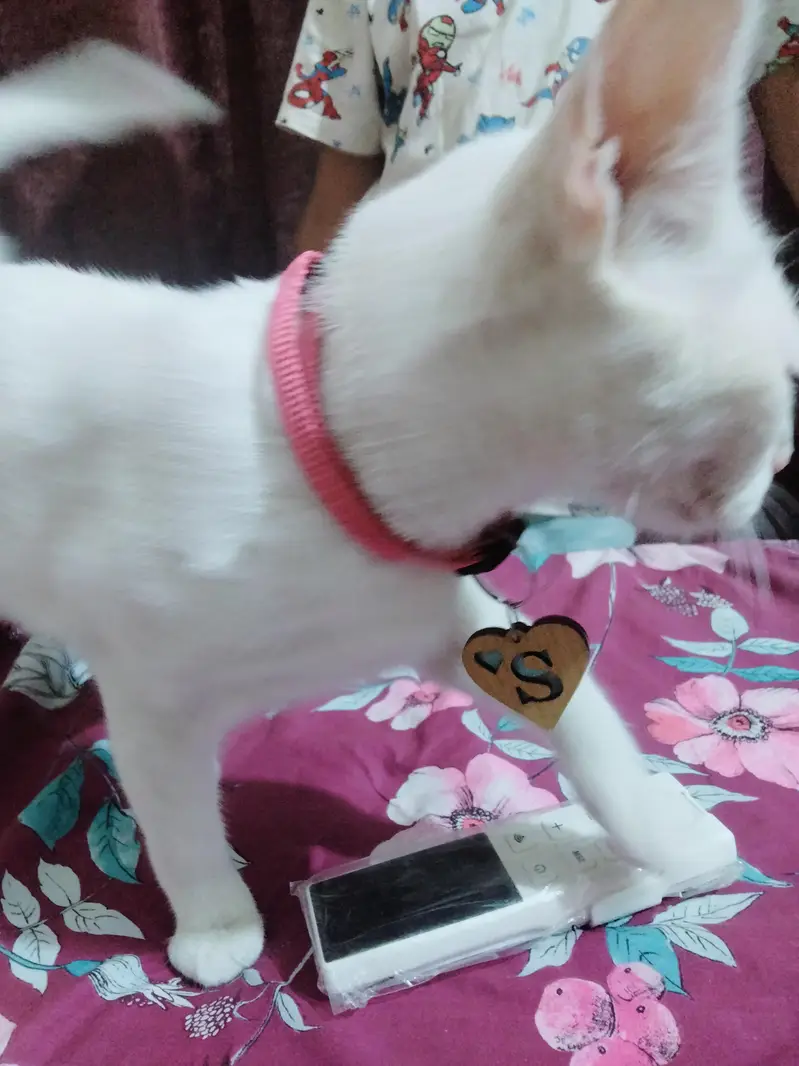 White Domestic Shorthair Female Cat for Sale — photo 3