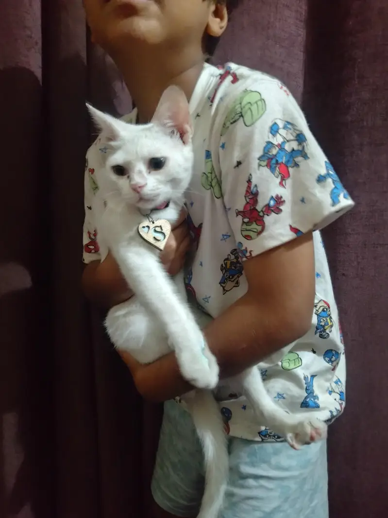 White Domestic Shorthair Female Cat for Sale — photo 4