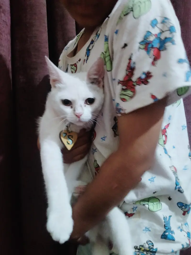 White Domestic Shorthair Female Cat for Sale — photo 5
