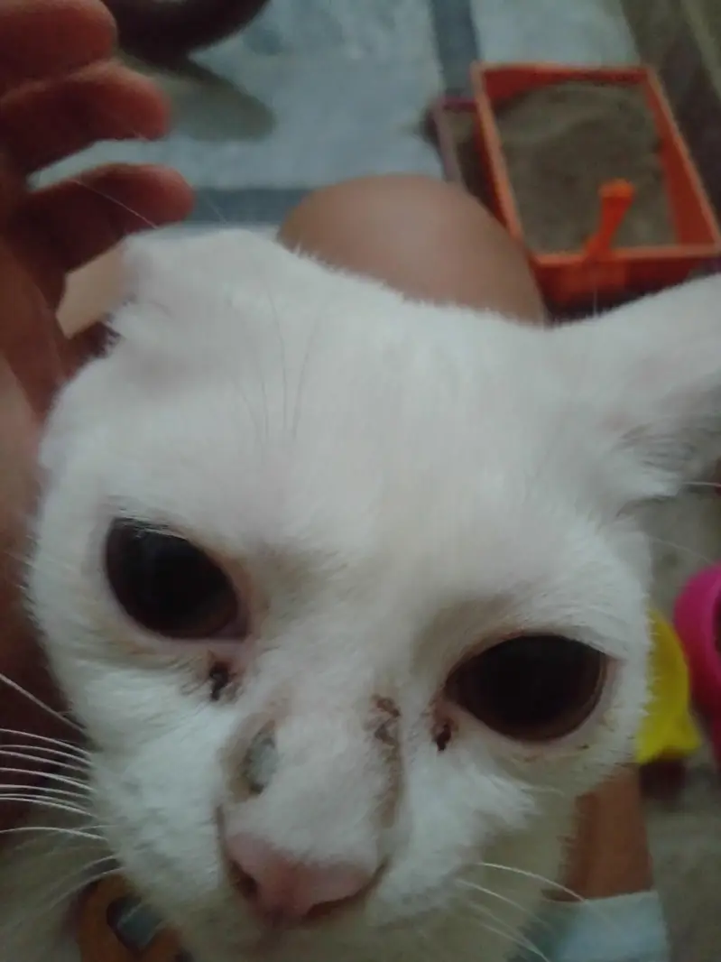 White Domestic Shorthair Female Cat for Sale — photo 6