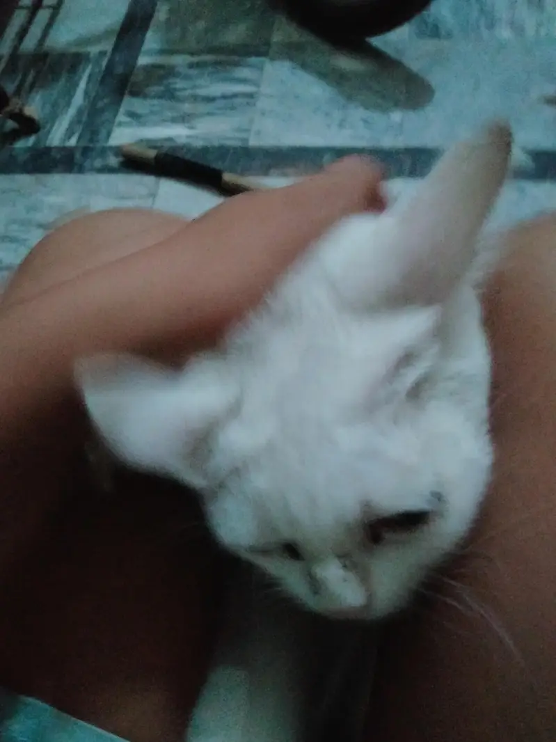 White Domestic Shorthair Female Cat for Sale — photo 7