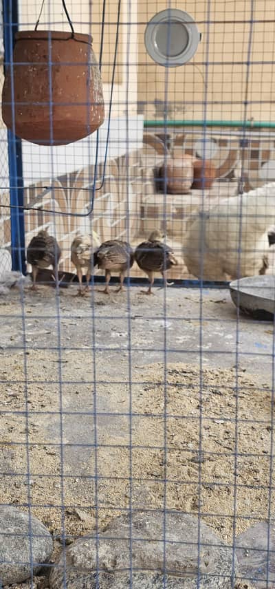 peacock chicks