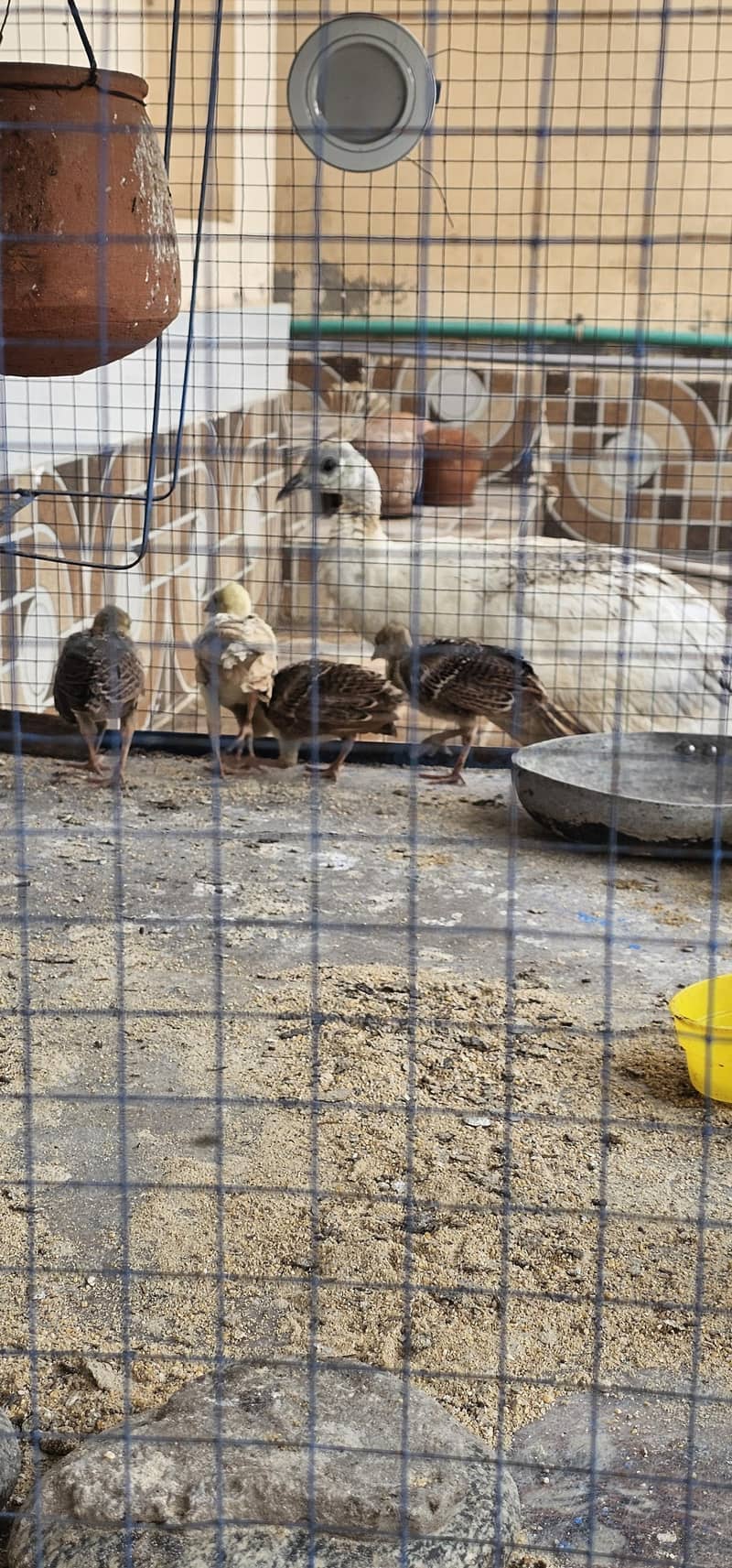 peacock chicks 1