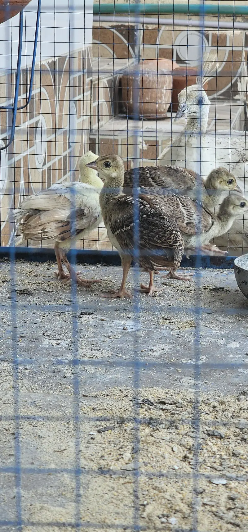 peacock chicks — photo 3