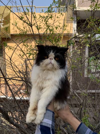 Persion cfa bloodline piki male for stud service