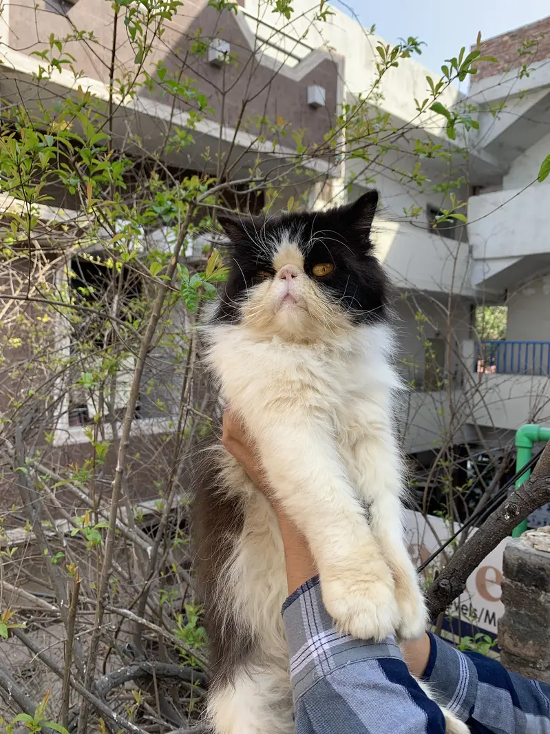Persion cfa bloodline piki male for stud service — photo 2