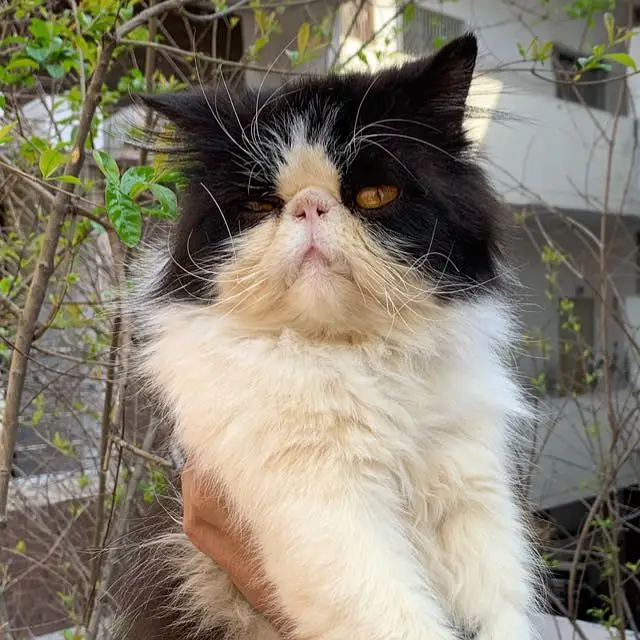 Persion cfa bloodline piki male for stud service — photo 3