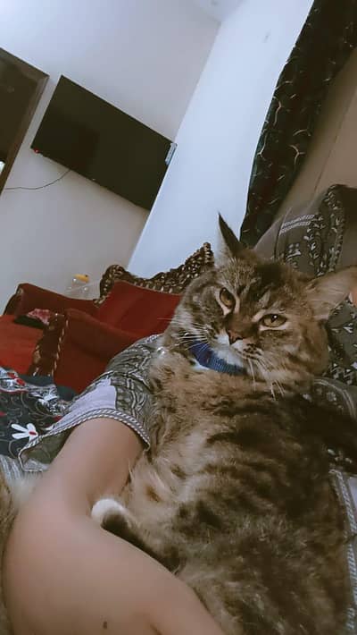 Home cat