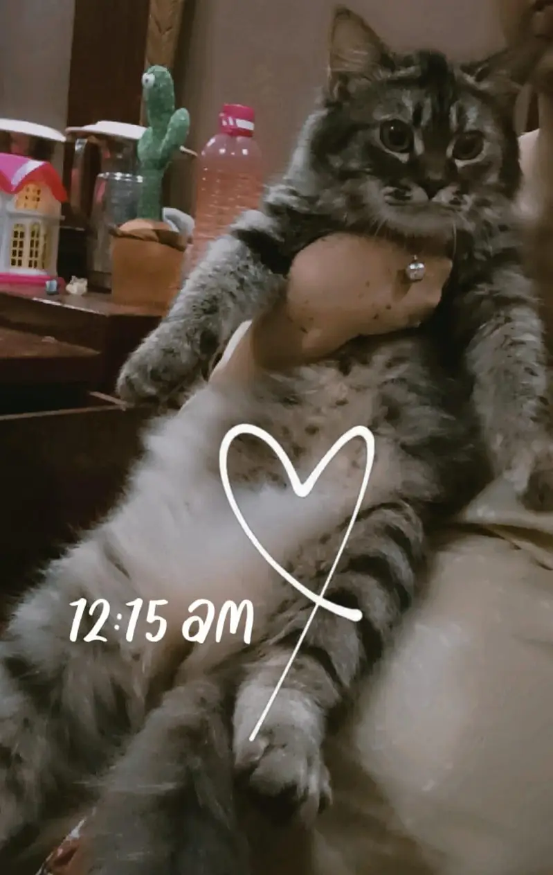 Home cat — photo 2