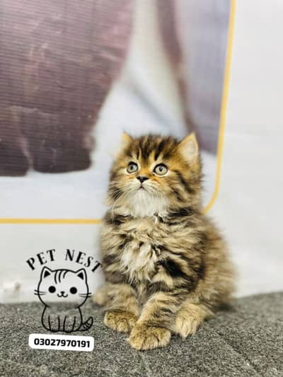 parshion punch face triple cot kitten cat male and female