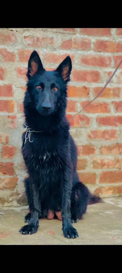 black German shepherd canfarm breeder female for sale 70k