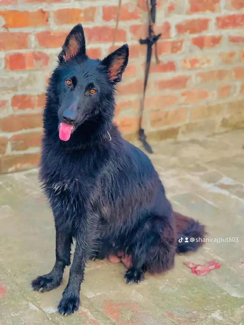 black German shepherd canfarm breeder female for sale 70k — photo 2