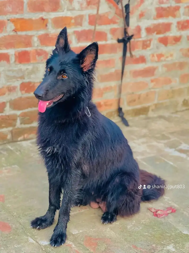 black German shepherd canfarm breeder female for sale 70k — photo 3