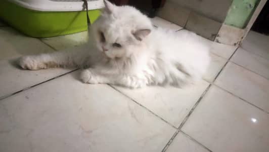 Free white perian cat