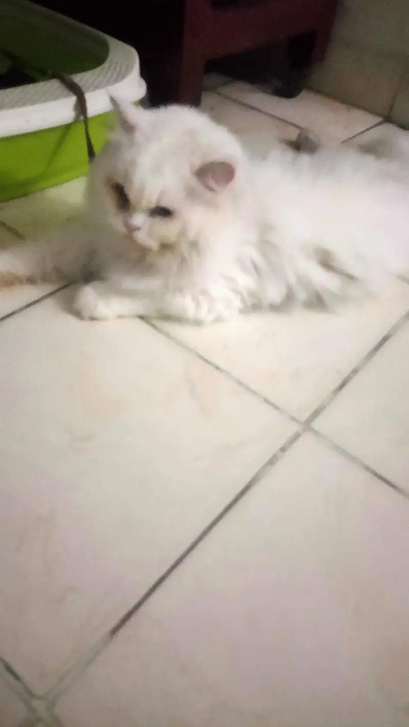 Free white perian cat — photo 2