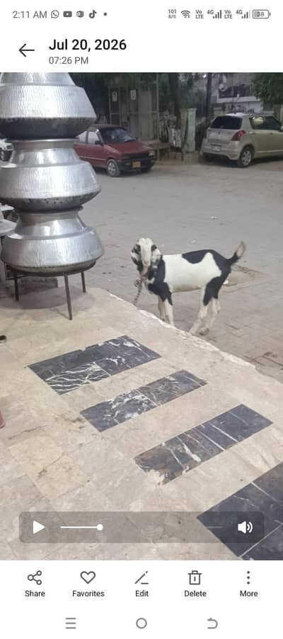 ablak bakri tapri