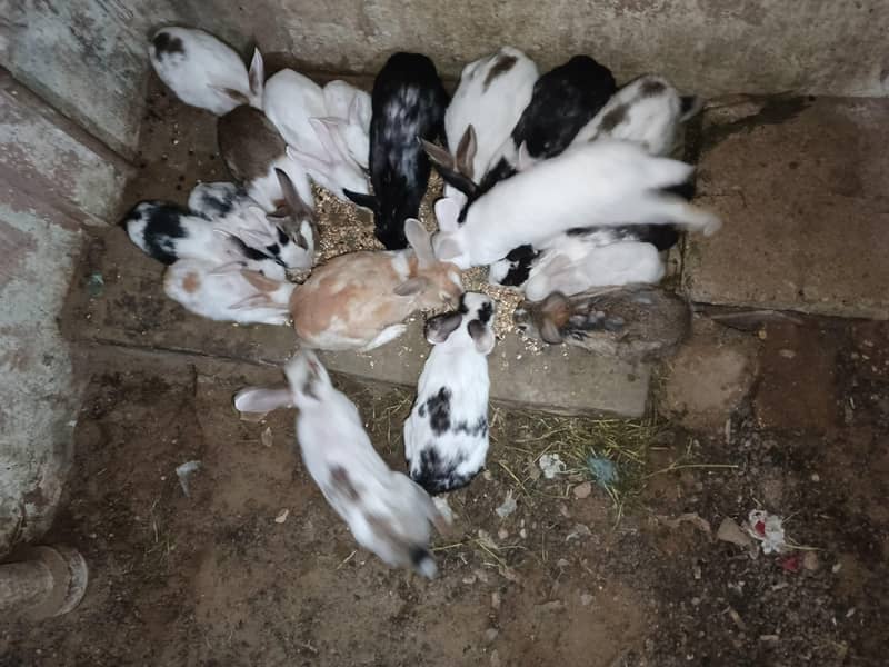 rabbits 0