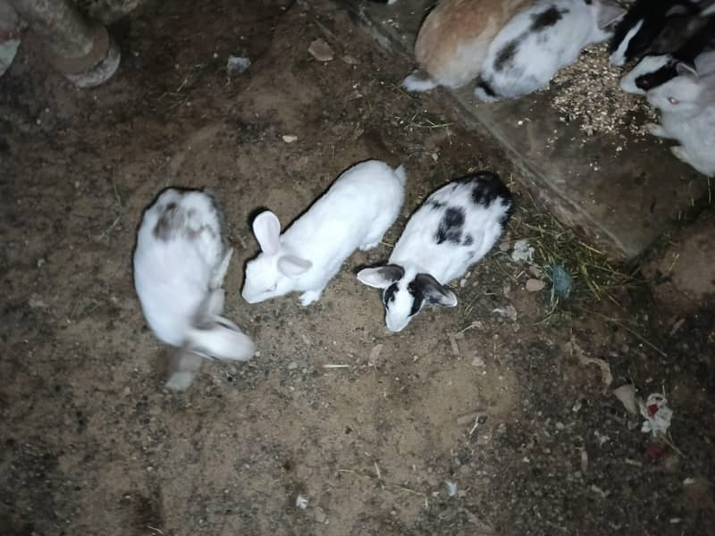 rabbits 1