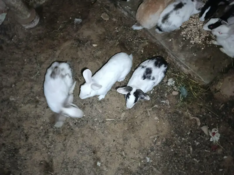 rabbits — photo 2