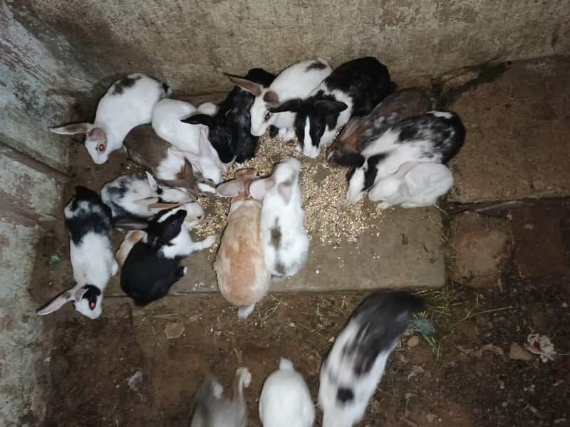rabbits 2