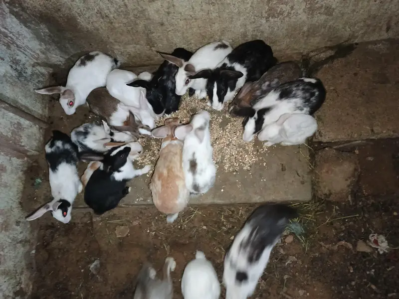 rabbits — photo 3