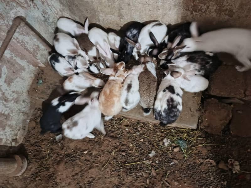 rabbits 3