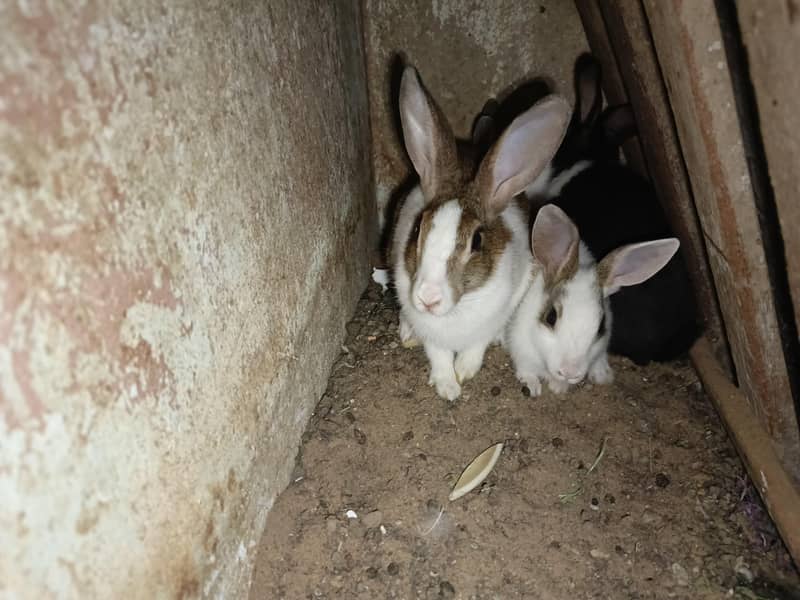 rabbits 4