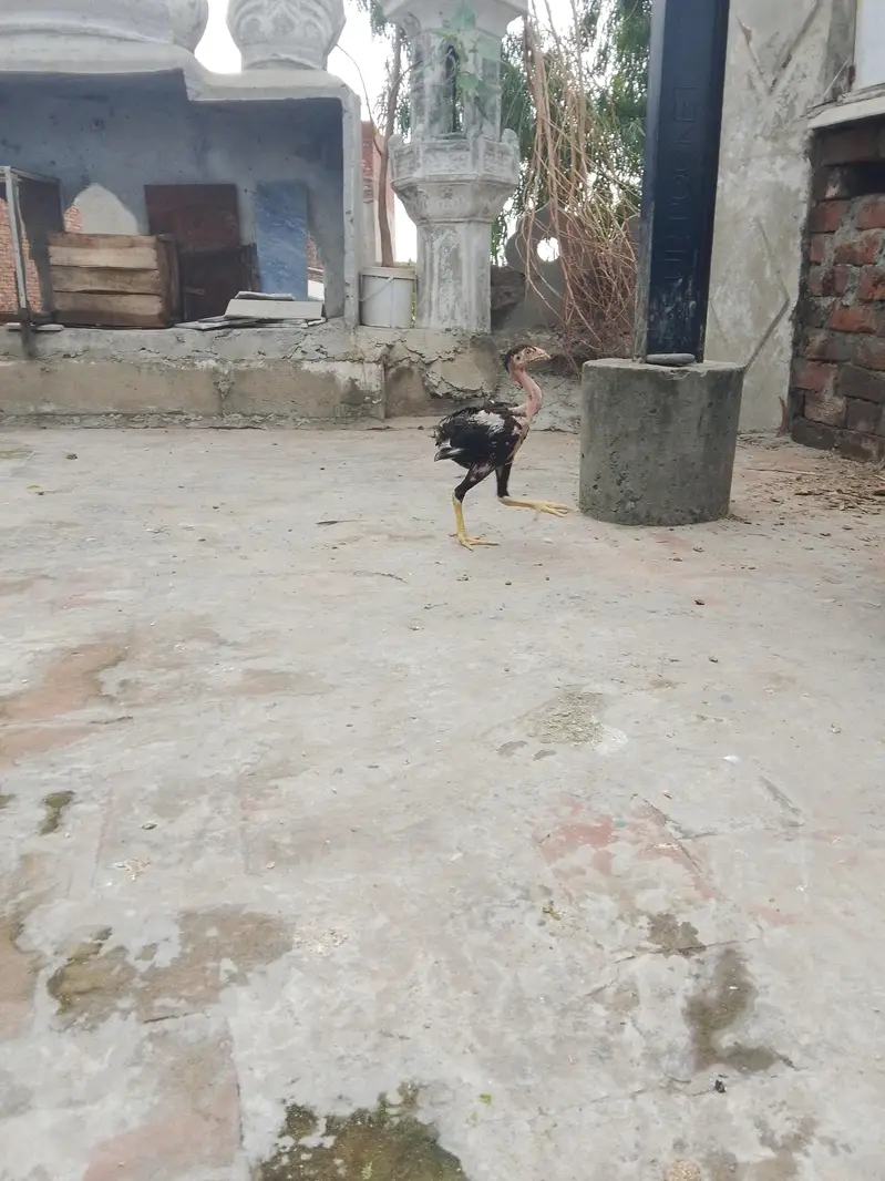 jis Bhi ko smj aye wo Bhi rbta kar ly — photo 4